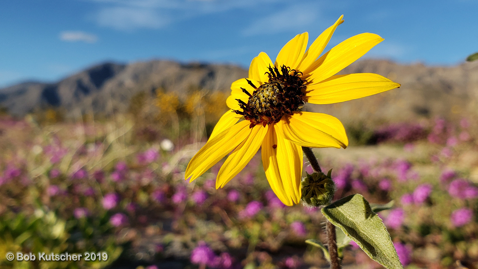 Borrego Springs, CA Superbloom 2019